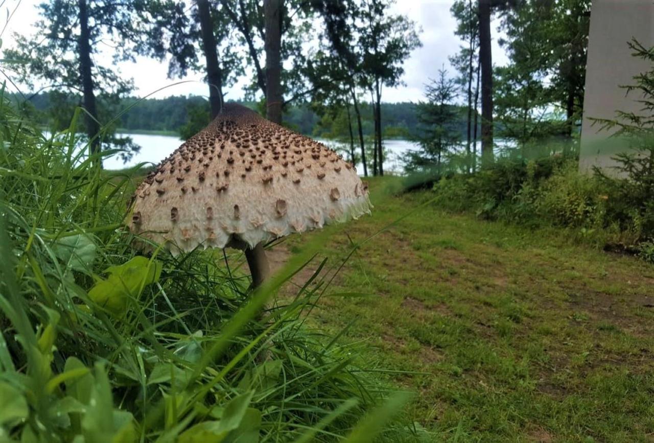 Jw Mazury Domy Wakacyjne Nad Jeziorem-Dom Czapla Waplewo  Ngoại thất bức ảnh